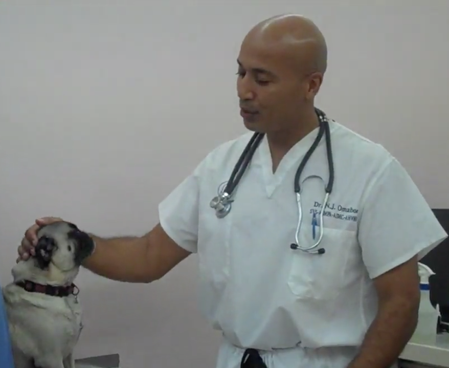  Cabinet Vétérinaire International,Nyon Veterinarian, veterinarian Nyon