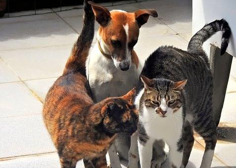  Cabinet Vétérinaire International,Nyon Veterinarian, veterinarian Nyon