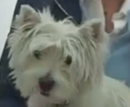  Cabinet Vétérinaire International,Nyon Veterinarian, veterinarian Nyon