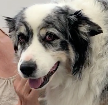  Cabinet Vétérinaire International,Nyon Veterinarian, veterinarian Nyon