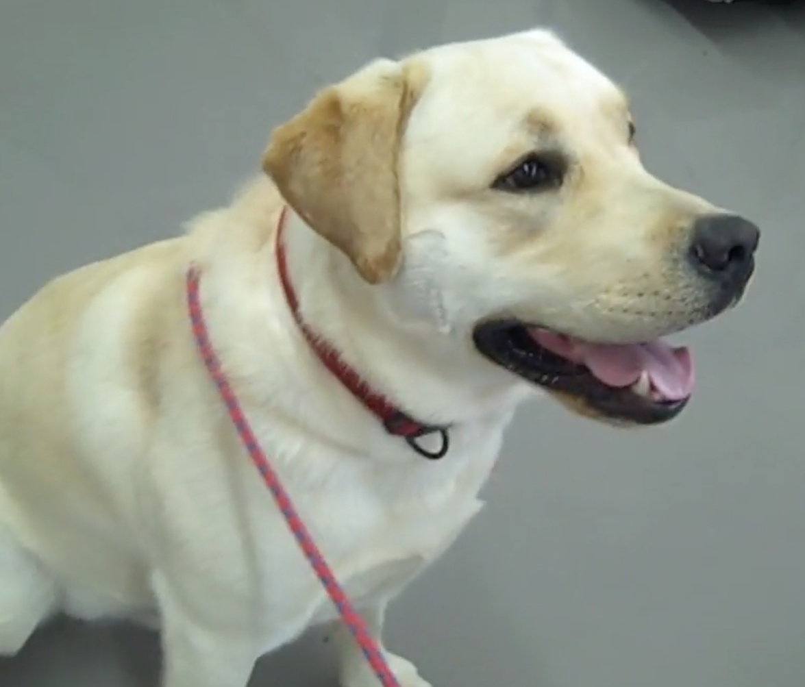  Cabinet Vétérinaire International,Nyon Veterinarian, veterinarian Nyon