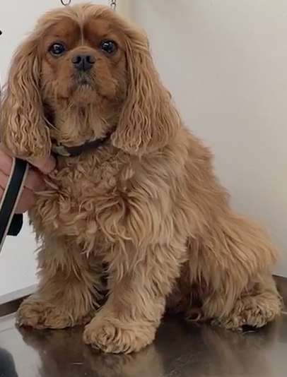  Cabinet Vétérinaire International,Nyon Veterinarian, veterinarian Nyon